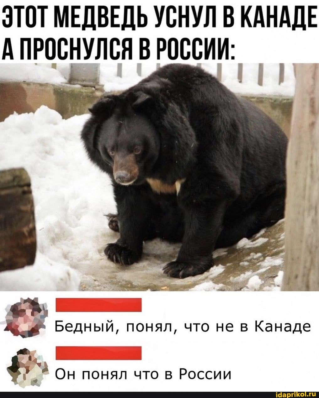ЭТОТ МЕДВЕДЬ УСНУЛ В КАНАДЕ А ПРОСНУЛСЯ В РОССИИ:
Бедный, понял, что не в Канаде
Он понял что в России