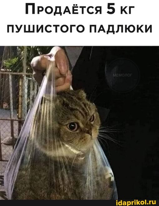 ПРОДАЁТСЯ 5 КГ ПУШИСТОГО ПАДЛЮКИ