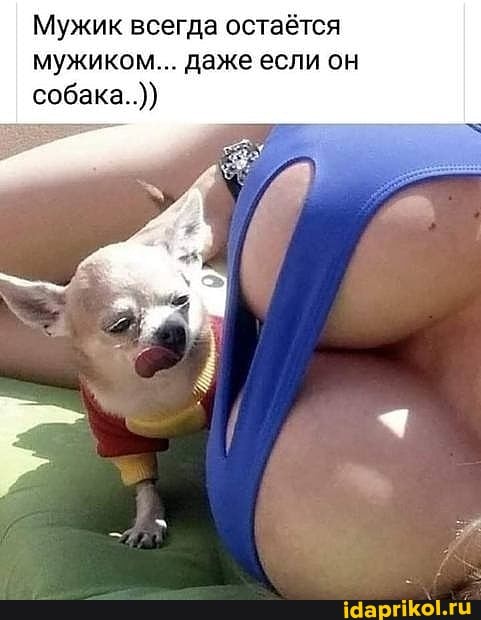 Мужик всегда остаётся мужиком... даже если он собака..))
