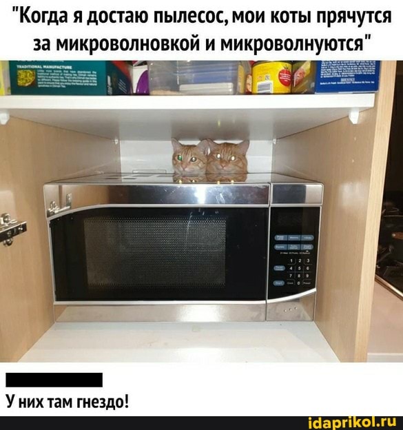 "Когда я достаю пылесос, мои коты прячутся за микроволновкой и микроволнуются
Уних там гнездо!