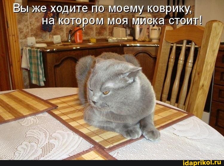Вы же ходите по моему коврику, на котором моя миска стоит!