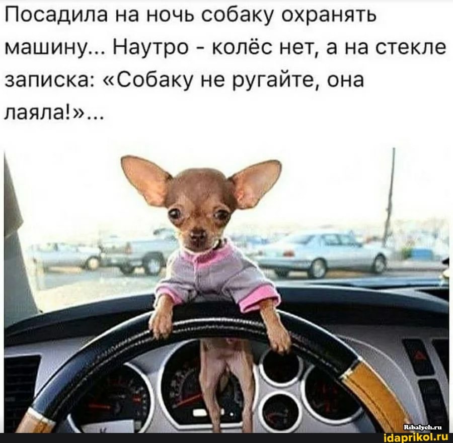 Посадила на ночь собаку охранять машину... Наутро - колёс нет, а на стекле записка: "Собаку не ругайте, она лаяла!"...