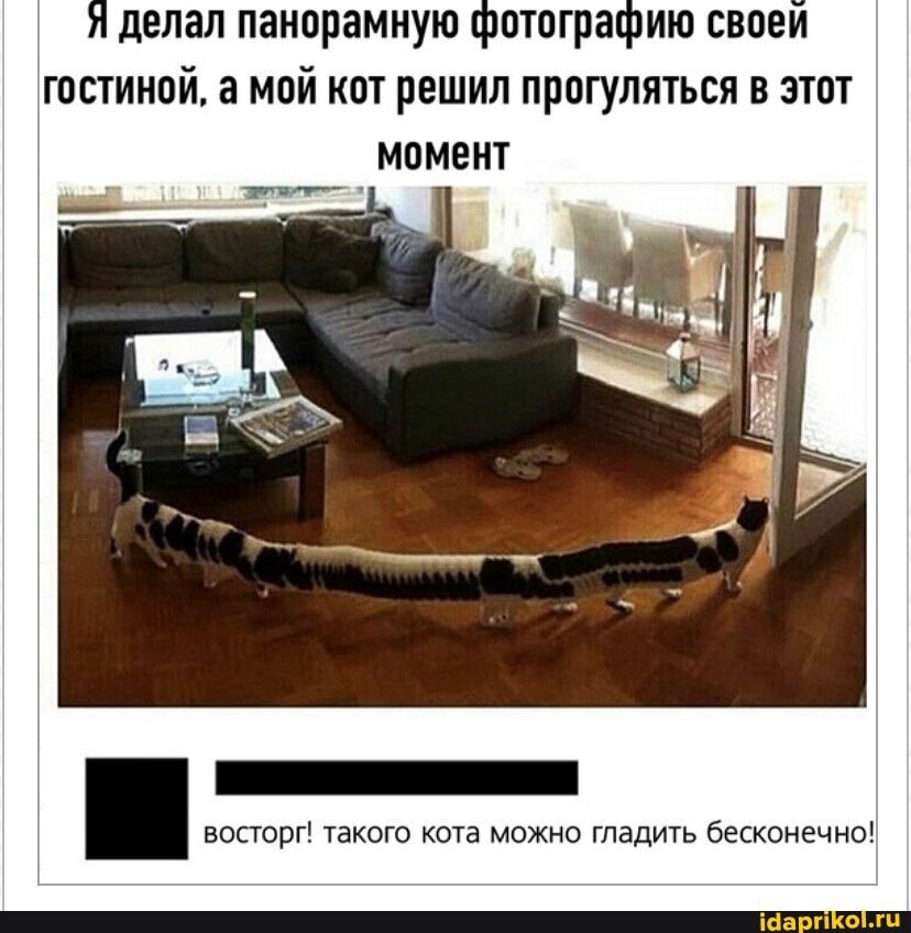 делал панорамную фотографию своей гостиной, а мой кот решил прогуляться в этот
восторг! такого кота можно гладить бесконечно!