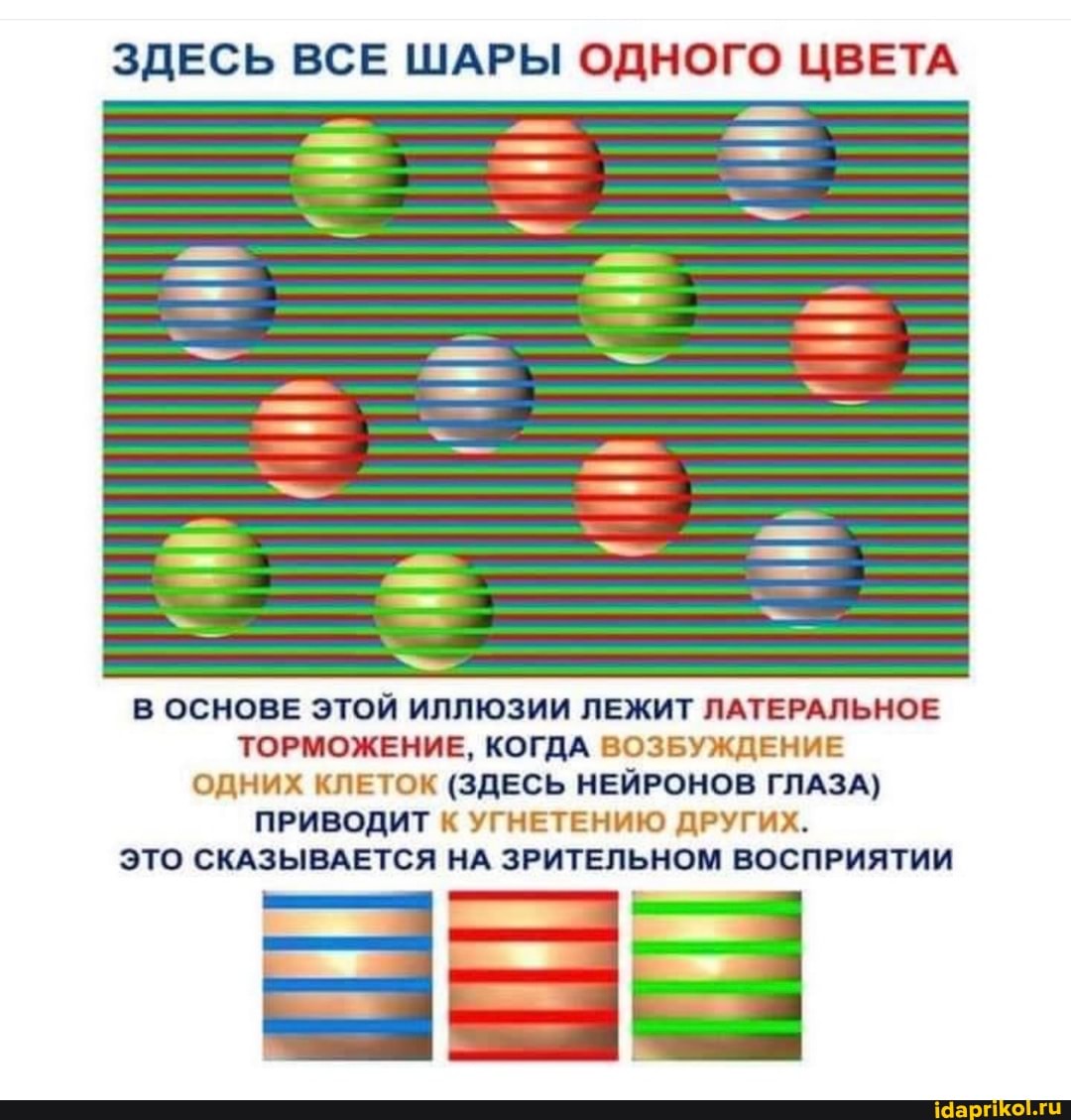 ЗДЕСЬ ВСЕ ШАРЫ ОДНОГО ЦВЕТА
В ОСНОВЕ ЭТОЙ ИЛЛЮЗИИ ЛЕЖИТ ЛАТЕРАЛЬНОЕ ТОРМОЖЕНИЕ, КОГДА ВОЗБУЖДЕНИЕ ОДНИХ КЛЕТОК (ЗДЕСЬ НЕЙРОНОВ ГЛАЗА)
ПРИВОДИТ К УГНЕТЕНИЮ ДРУГИХ.
ЭТО СКАЗЫВАЕТСЯ НА ЗРИТЕЛЬНОМ ВОСПРИЯТИИ