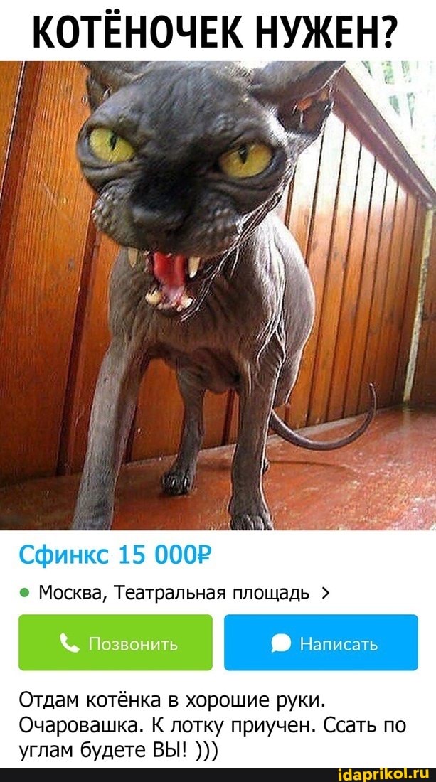 КОТЁНОЧЕК НУЖЕН?
Сфинкс 15 000Р
Москва, Театральная площадь
Позвонить
Написать
Отдам котёнка в хорошие руки.
Очаровашка. К лотку приучен. Ссать по углам будете ВЫ!
