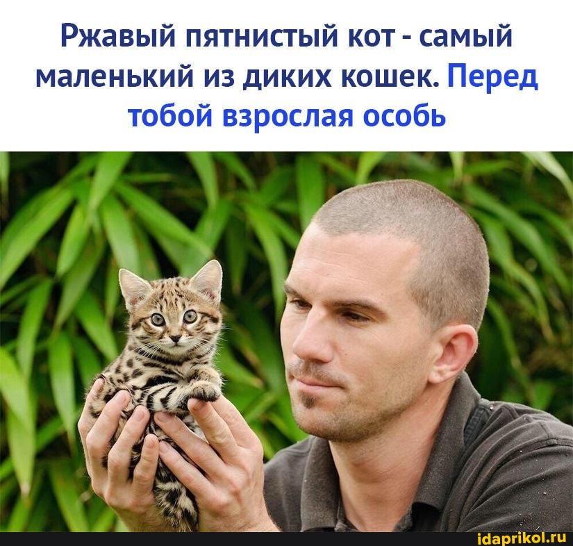 Ржавый пятнистый кот - самый маленький из диких кошек. Перед тобой взрослая особь