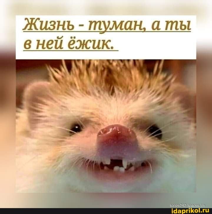 Жизнь - туман, аты в ней ёжик.