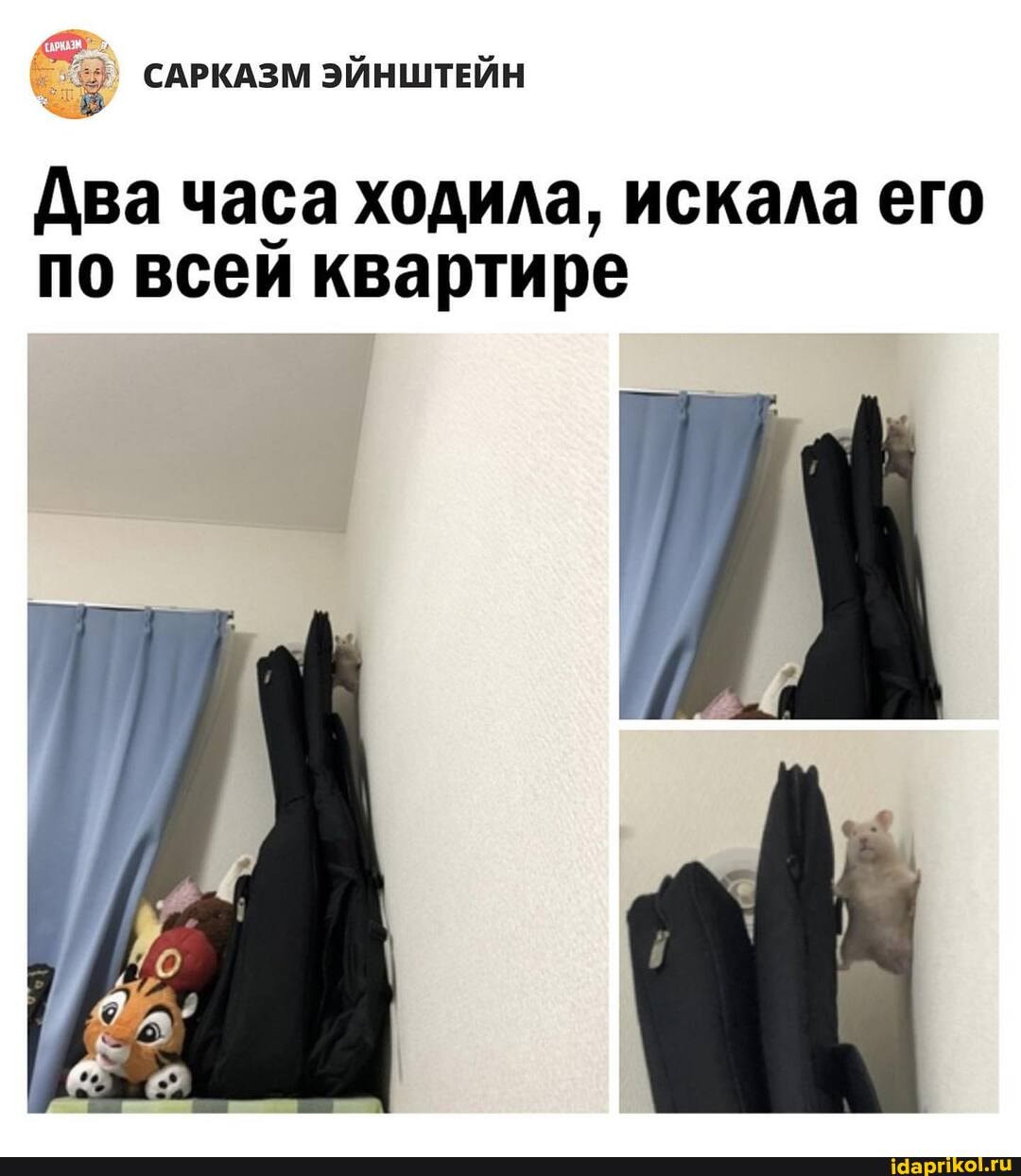 САРКАЗМ ЭЙНШТЕЙН
Два часа ходила, искала его по всей квартире