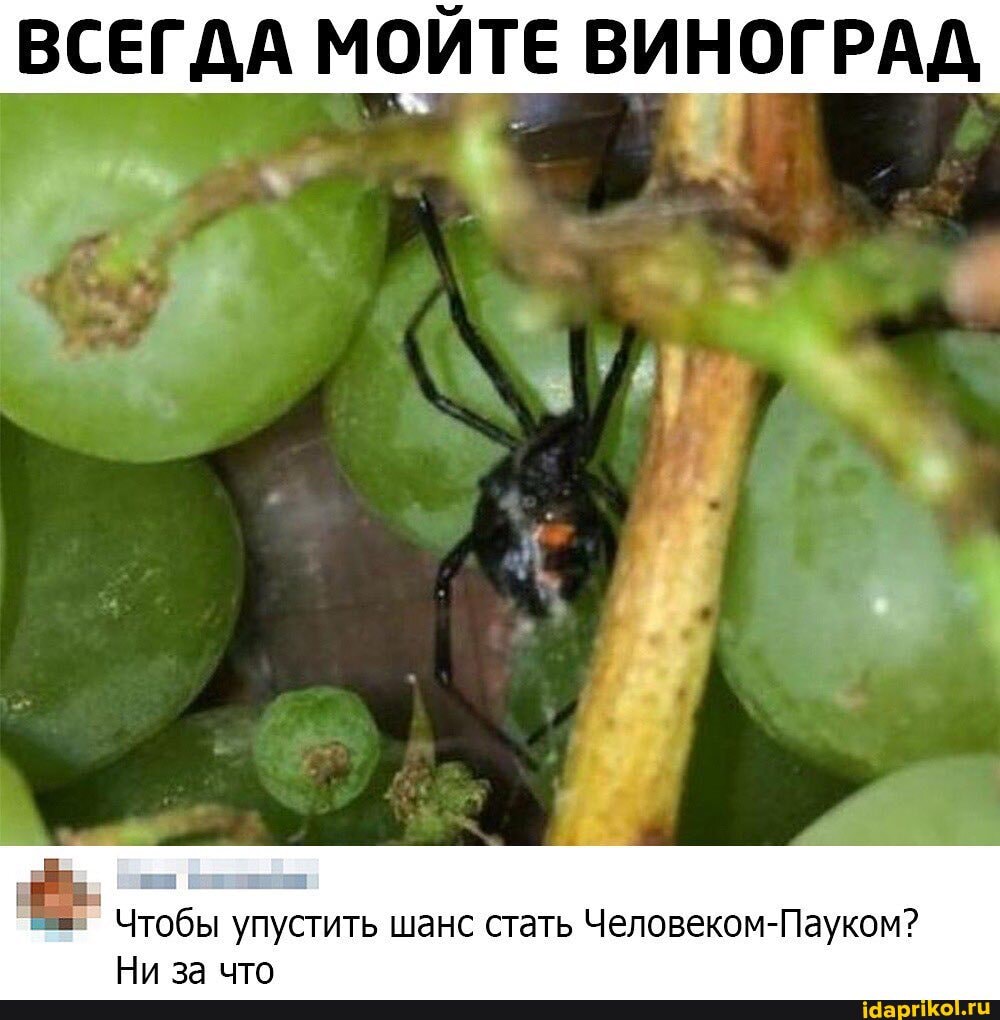 7
Чтобы упустить шанс стать Человеком-Пауком?
Ни за что