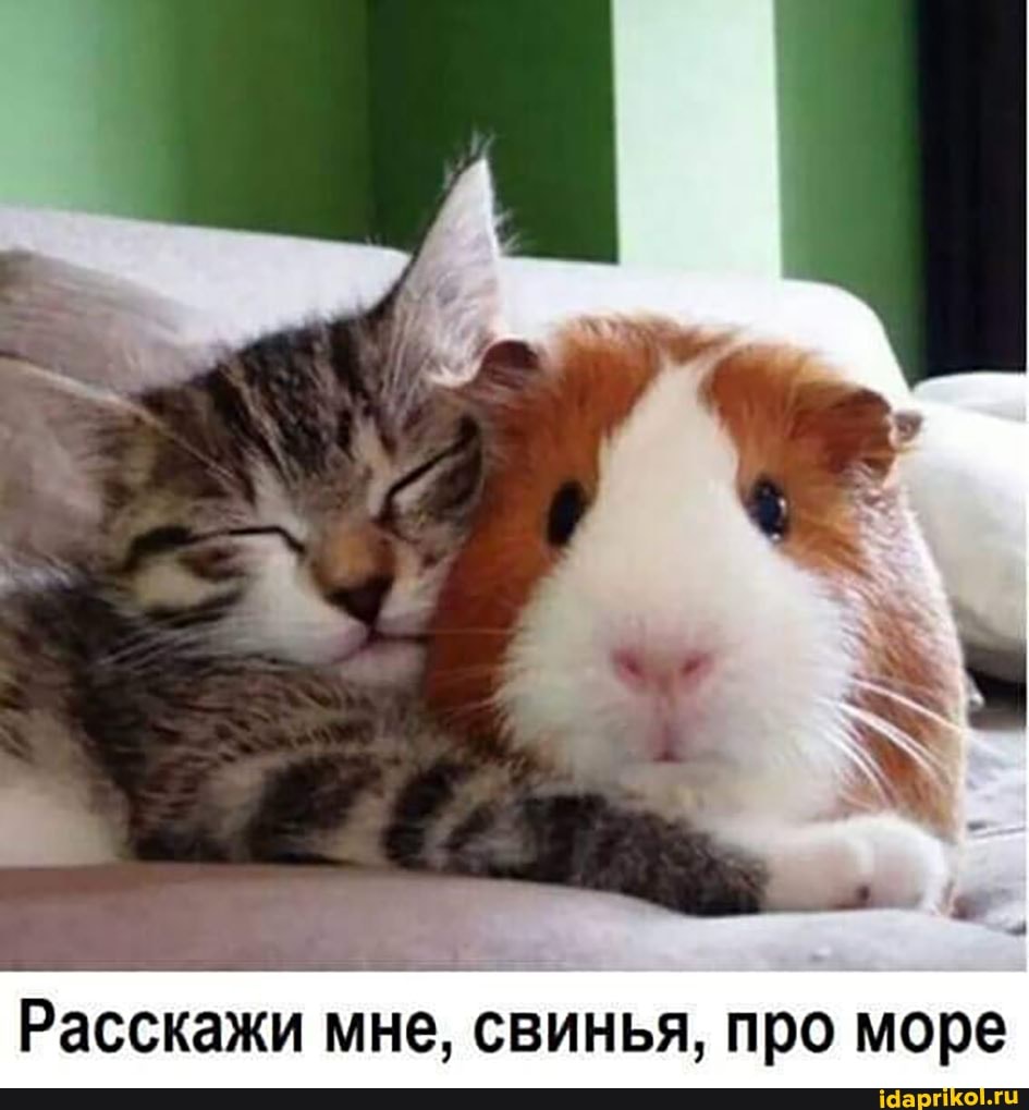 Расскажи мне, свинья, про море