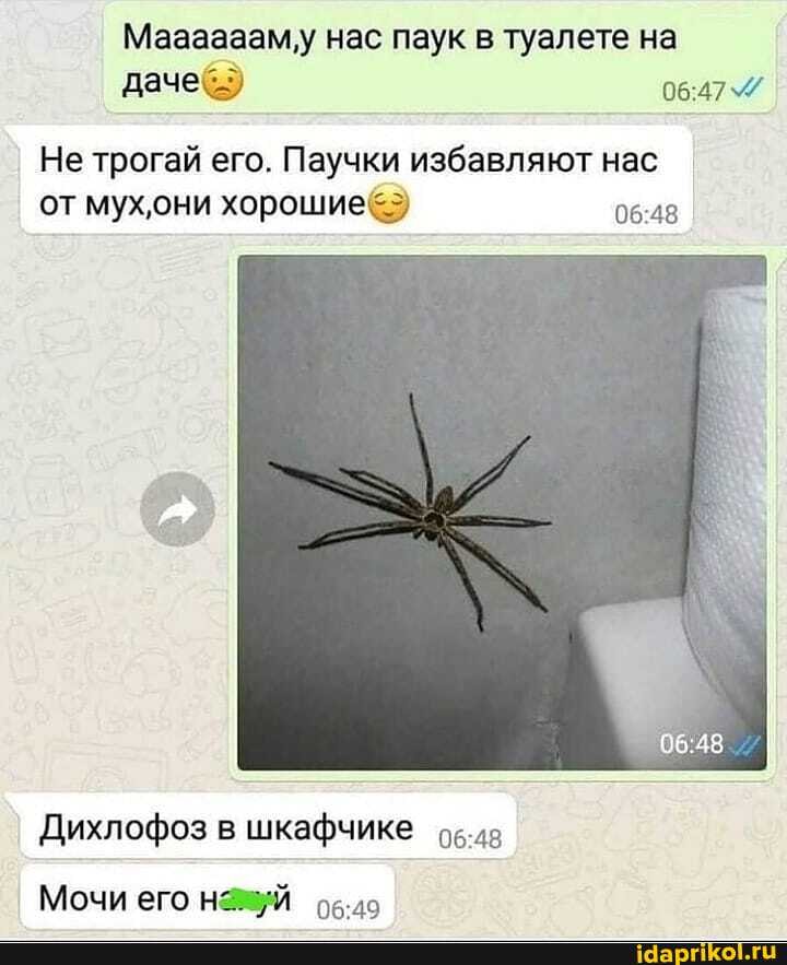 Мааааааму нас паук в туалете на даче)
Не трогай его. Паучки избавляют нас от мух,они хорошие)
Дихлофоз в шкафчике
I Мочи его об.ло