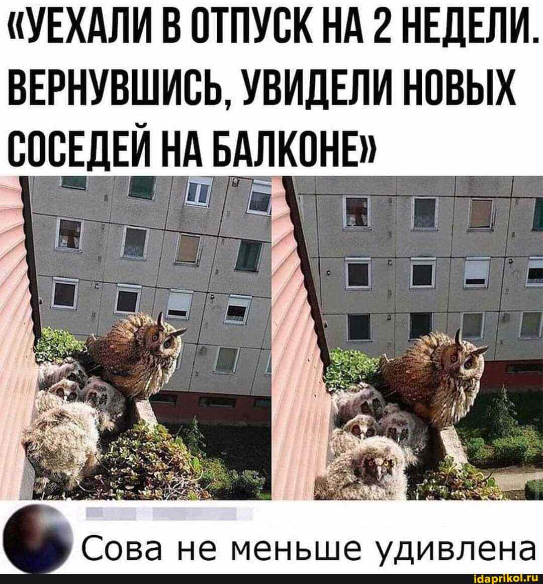 "УЕХАЛИ В ОТПУСК НА 2 НЕДЕЛИ.
ВЕРНУВШИСЬ, УВИДЕЛИ НОВЫХ СОСЕДЕЙ НА БАЛКОНЕ"
Сова не меньше удивлена