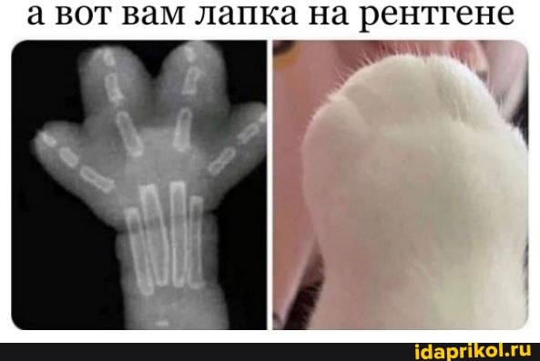 а вот вам лапка на рентгене