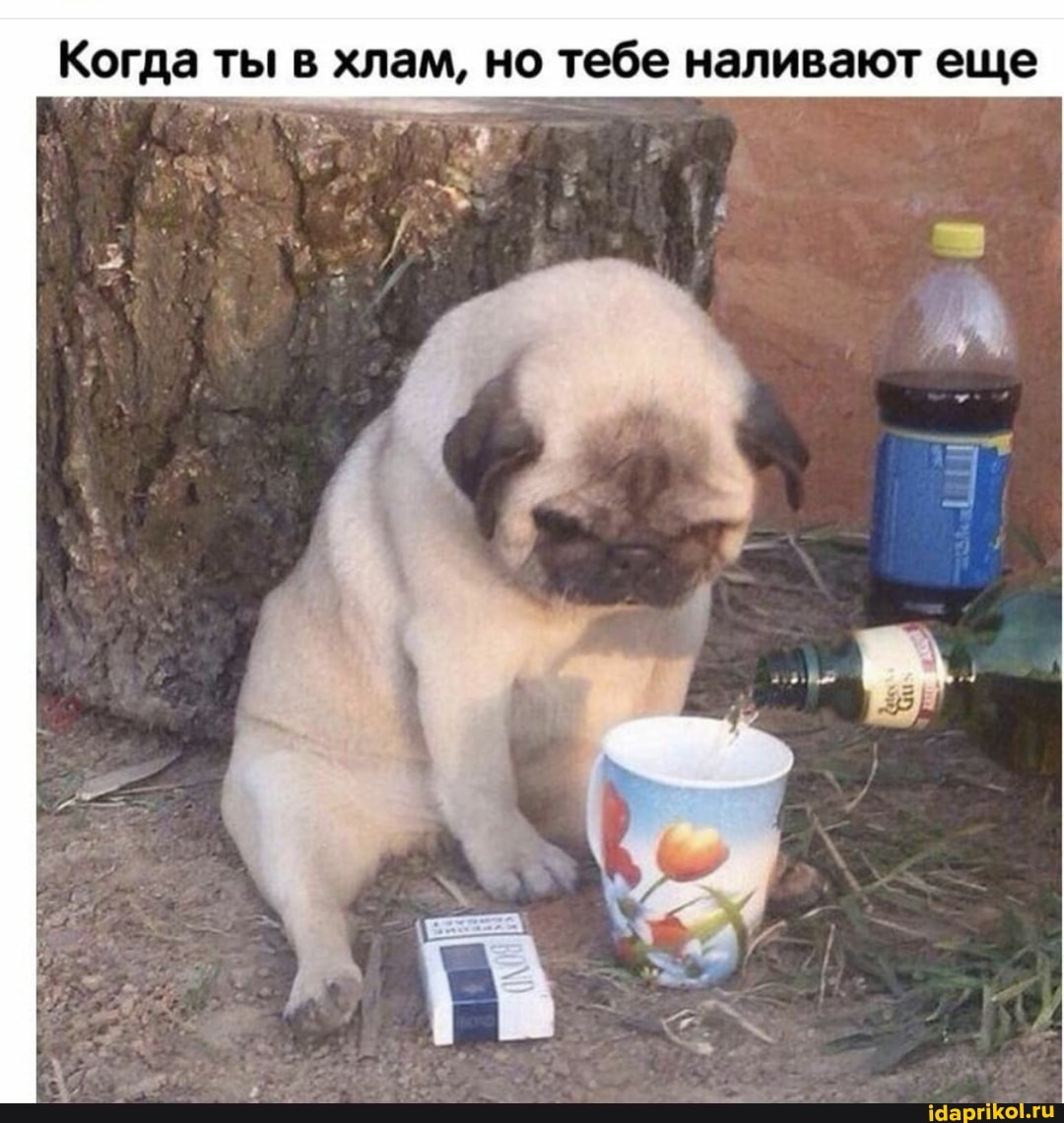 B MAM, HO HANNBALOT
Me
