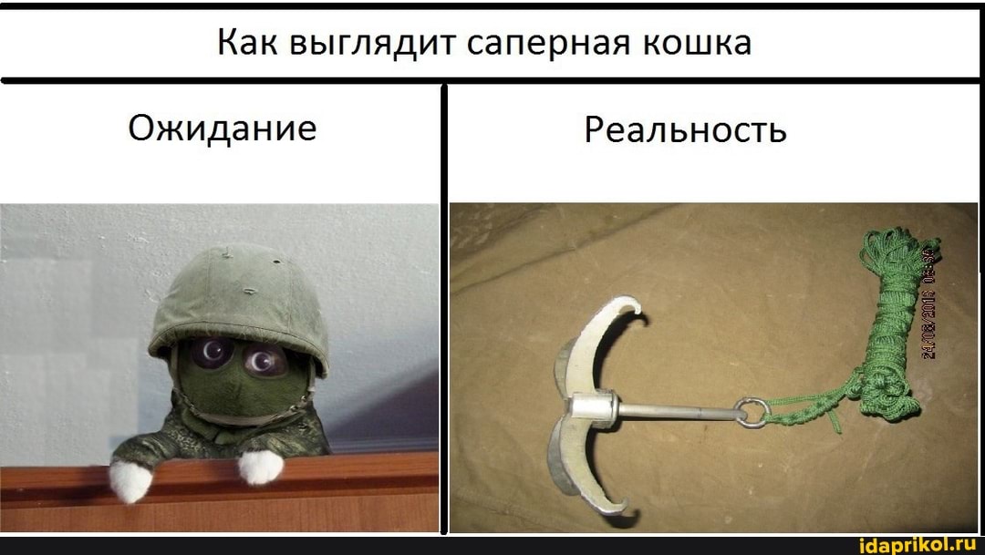 Реальность
Как выглядит саперная кошка
Ожидание