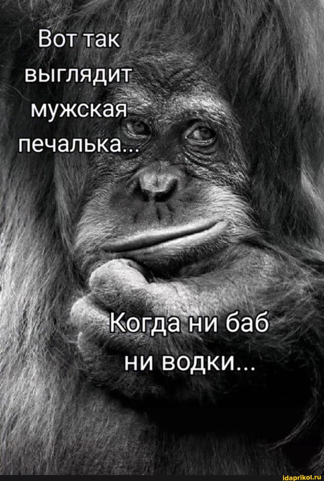 ГаК выглядит мужская печалька...
Когда ни баб
НИ ВОДКИ...