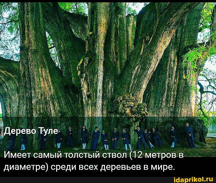 Дерево Туле
Имеет самый толстый ствол (12 метров в диаметре) среди всех деревьев в мире.
