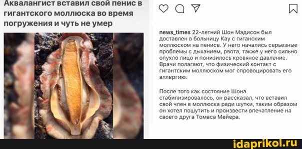'Аквалангист вставил свои пенис в гигантского моллюска во время погружения и чуть не умер
пеиз_Нтез 22-летний Шон Мэдисон был доставлен в больницу Кау с гиганским моллюском на пенисе. У него начались серьезные проблемы с дыханием, реста, также у него сильно опухло лицо и понизилось кровяное давление.
Врачи полагают, что физический контакт гигантским моллюском мог спровоцировать его аллергию.
После того как состояние Шона
'стабилизировалось, он рассказал, что вставил свой член в моллюска ради шутки, таким образом он хотел пошутить и произвести впечатление на своего друга Томаса Мейера.