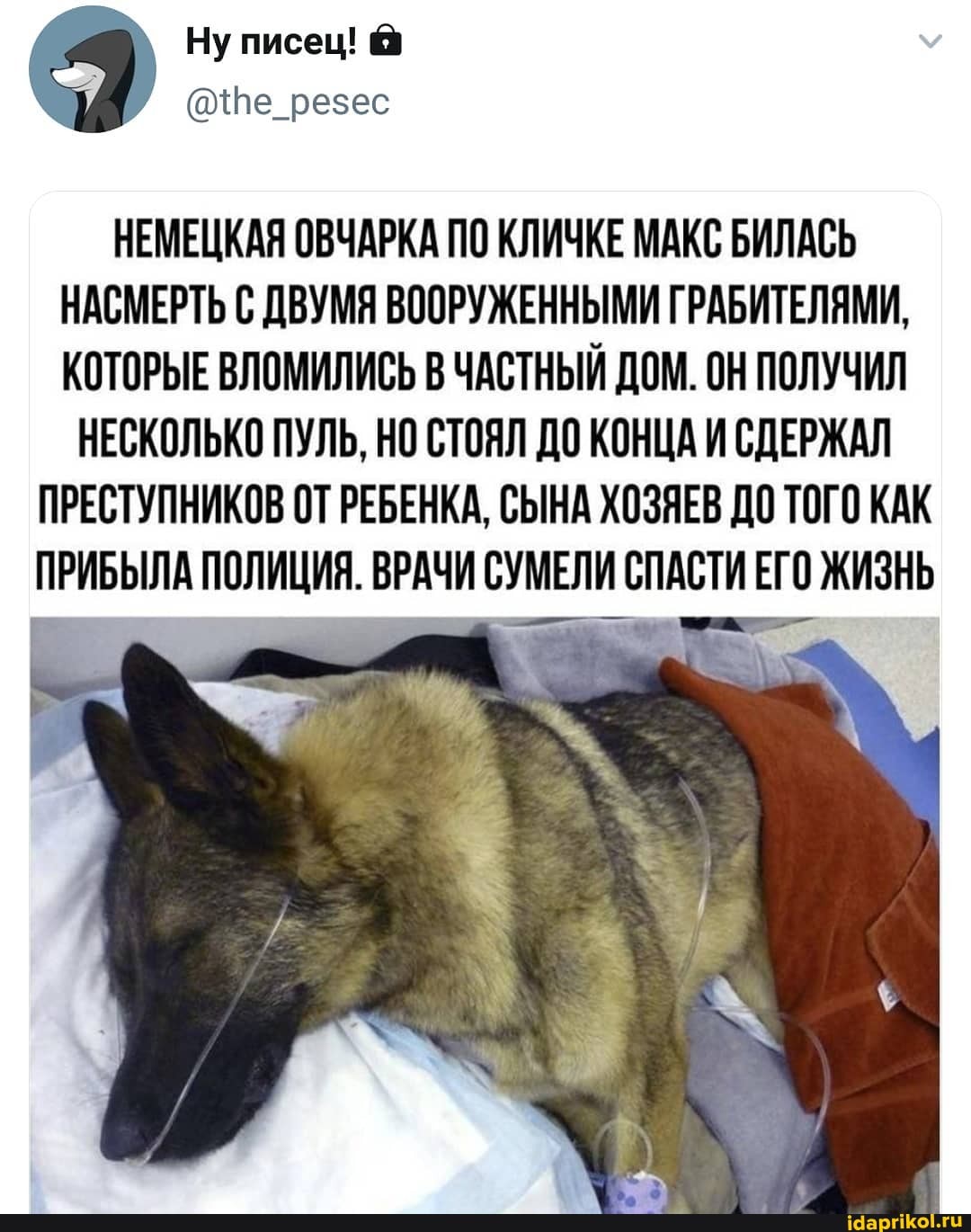 Ну писец! @
@!Пе_резес
НЕМЕЦКАЯ ОВЧАРКА ПО КЛИЧКЕ МАКС БИЛАСЬ НАСМЕРТЬ ДВУМЯ ВООРУЖЕННЫМИ ГРАБИТЕЛЯМИ,
КОТОРЫЕ ВЛОМИЛИСЬ В ЧАСТНЫЙ ДОМ. ОН ПОЛУЧИЛ НЕСКОЛЬКО ПУЛЬ, НО СТОЯЛ ДО КОНЦА И СДЕРЖАЛ
ПРЕСТУПНИКОВ ОТ РЕБЕНКА, СЫНА ХОЗЯЕВ ДО ТОГО КАК ПРИБЫЛА ПОЛИЦИЯ. ВРАЧИ СУМЕЛИ СПАСТИ ЕГО ЖИЗНЬ