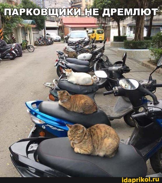 ПАРКОВЩИКИ НЕ ДРЕМЛЮТ
- 7