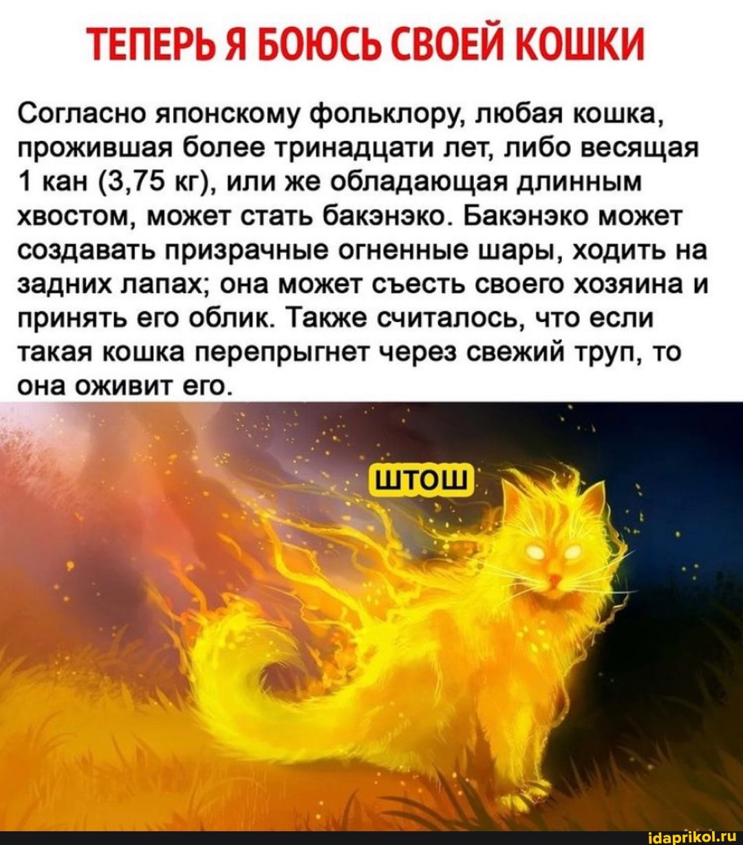 ТЕПЕРЬ Я БОЮСЬ СВОЕЙ КОШКИ
Согласно японскому фольклору, любая кошка, прожившая более тринадцати лет, либо весящая
1 кан (3,75 кг), или же обладающая длинным хвостом, может стать бакэнэко. Бакэнэко может создавать призрачные огненные шары, ходить на задних лапах; она может сесть своего хозяина и принять его облик. Также считалось, что если такая кошка перепрыгнет через свежий труп, то она оживит его.
