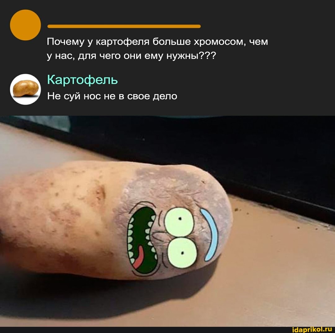 Почему у картофеля больше хромосом, чем
у нас, для чего они ему нужны???
Картофель
Не суй нос не в свое дело