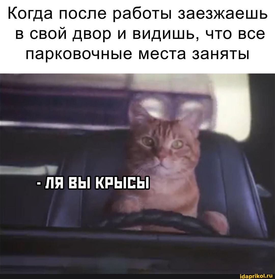 Когда после работы заезжаешь в свой двор и видишь, что все парковочные места заняты
- ЛЯ ВЫ КРЫСЫ