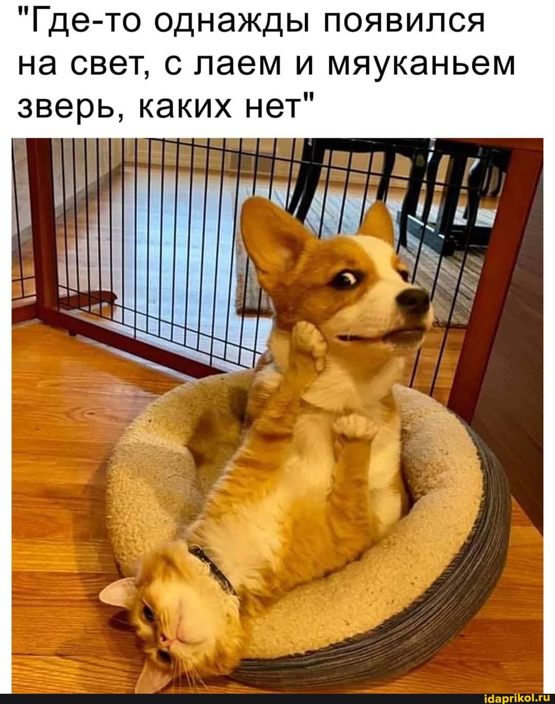 "Где-то однажды появился на свет, с лаем и мяуканьем зверь, каких нет"