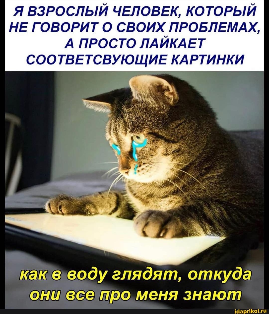 Я ВЗРОСЛЫЙ ЧЕЛОВЕК, КОТОРЫЙ НЕ ГОВОРИТ О СВОИХ ПРОБЛЕМАХ,
А ПРОСТО ЛАЙКАЕТ СООТВЕТСВУЮЩИЕ КАРТИНКИ
воду глядят, откуда
они все про меня знают