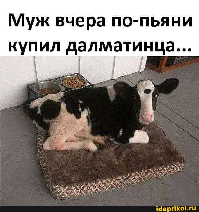 Муж вчера по-пьяни
купил далматинца...