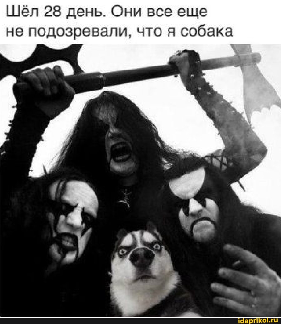 Шёл 28 день. Они все еще не подозревали, что я собака