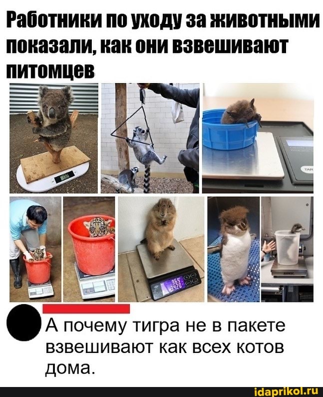 Работники по уходу за животными показали, как они взвешивают питомцев
А почему тигра не в пакете взвешивают как всех котов дома.
