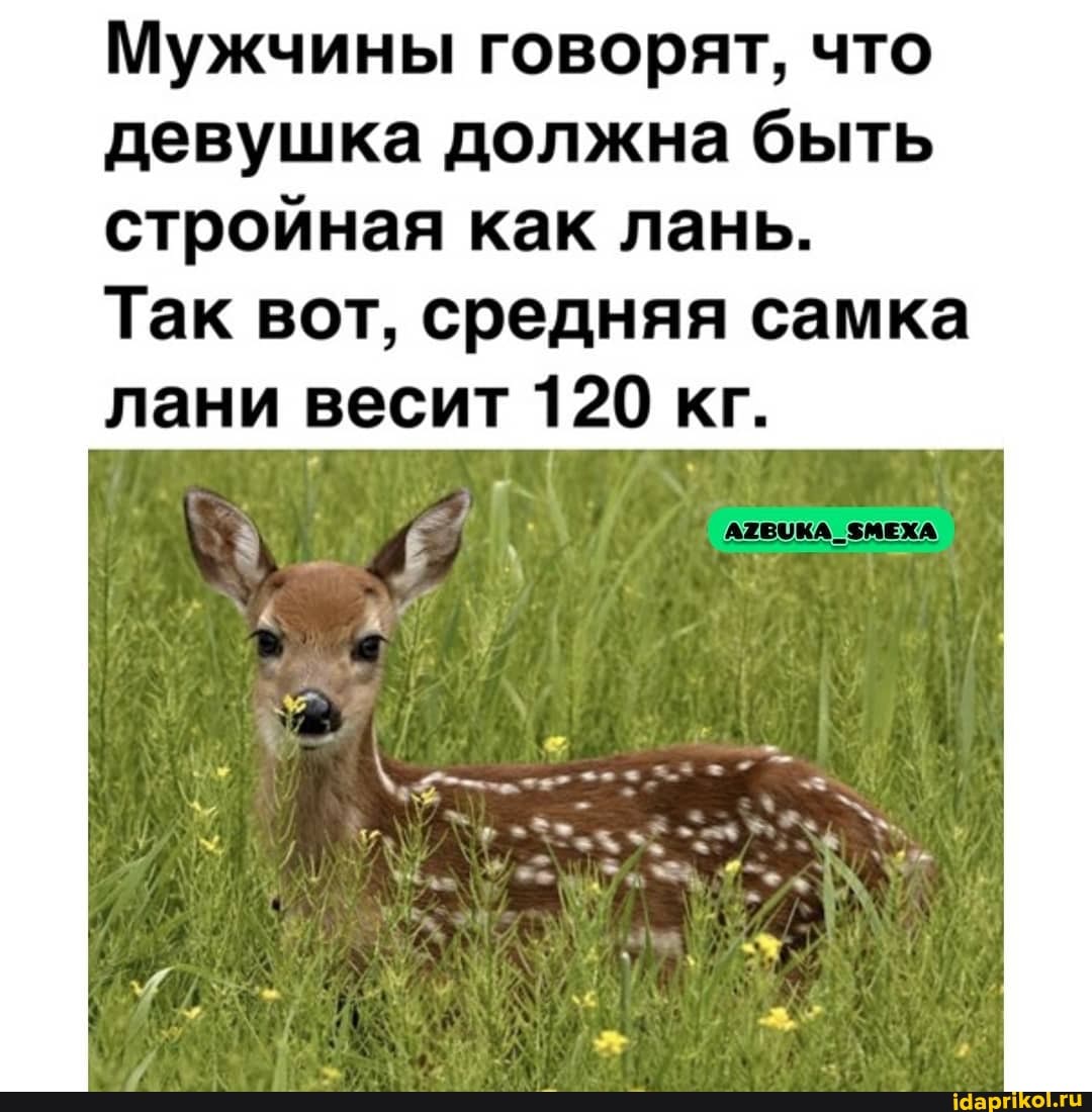 Мужчины говорят, что девушка должна быть стройная как лань.
Так вот, средняя самка лани весит 120 кг.