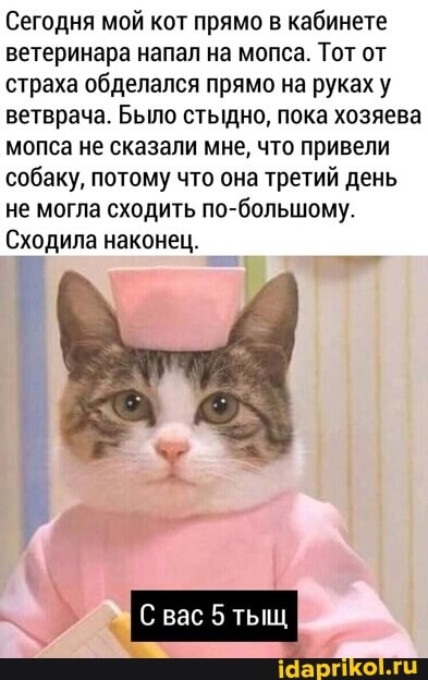 Сегодня мой кот прямо в кабинете ветеринара напал на мопса. Тот от страха обделался прямо на руках у ветврача. Было стыдно, пока хозяева мопса не сказали мне, что привели собаку, потому что она третий день не могла сходить по-большому.
Сходила наконец.
вас