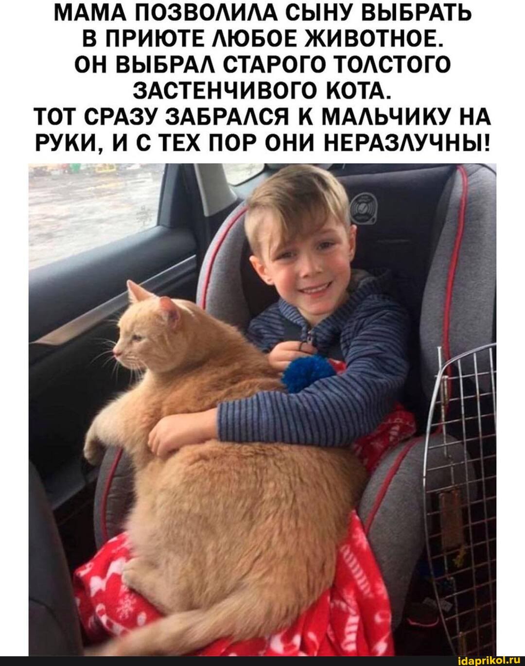 МАМА ПОЗВОЛИЛА СЫНУ ВЫБРАТЬ В ПРИЮТЕ ЛЮБОЕ ЖИВОТНОЕ.
ОН ВЫБРАЛ СТАРОГО ТОЛСТОГО ЗАСТЕНЧИВОГО КОТА.
ТОТ СРАЗУ ЗАБРАЛСЯ К МАЛЬЧИКУ НА РУКИ, И С ТЕХ ПОР ОНИ НЕРАЗЛУЧНЫ!