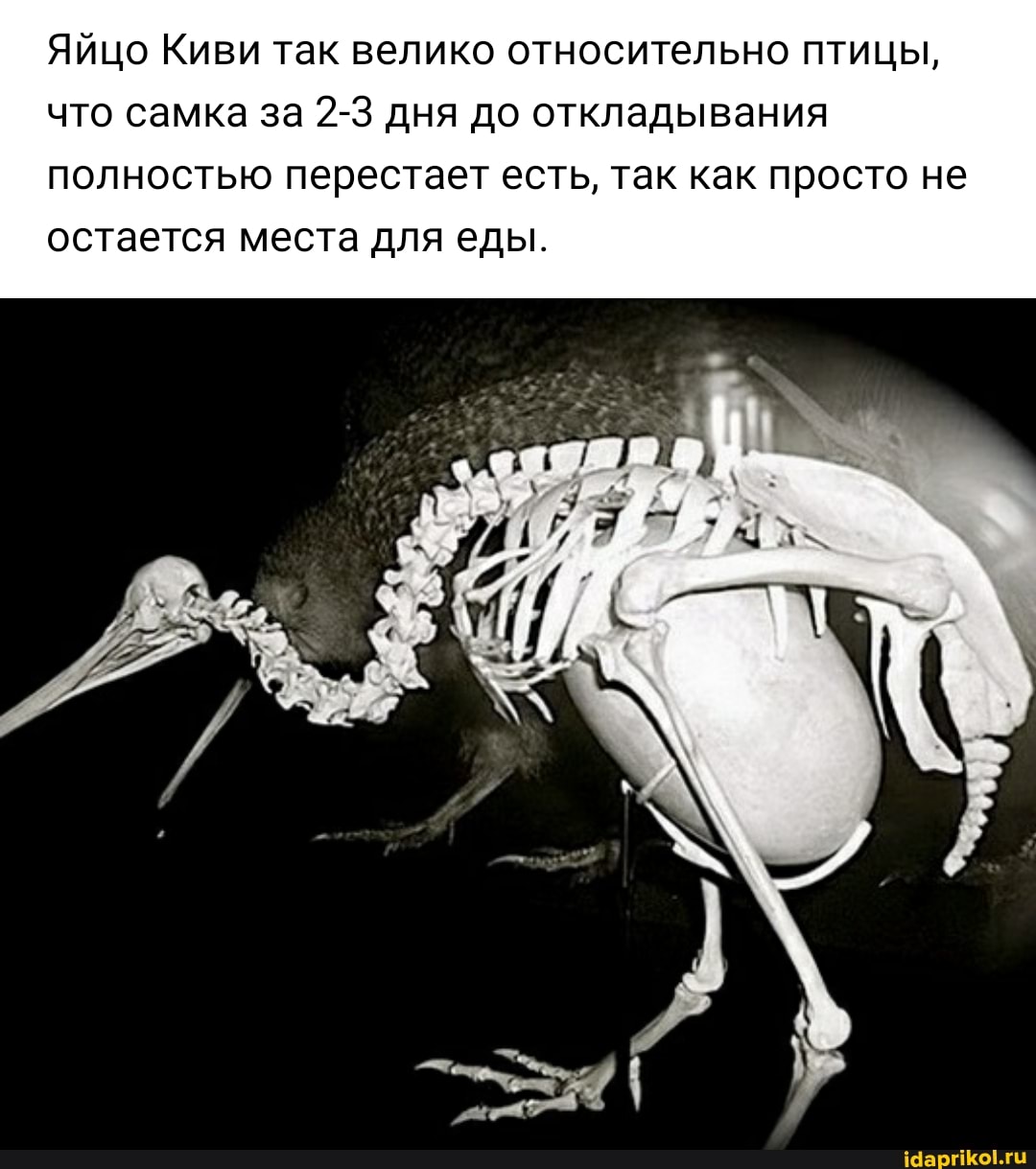Яйцо Киви так велико относительно птицы, что самка за 2-3 дня до откладывания полностью перестает есть, так как просто не остается места для еды.