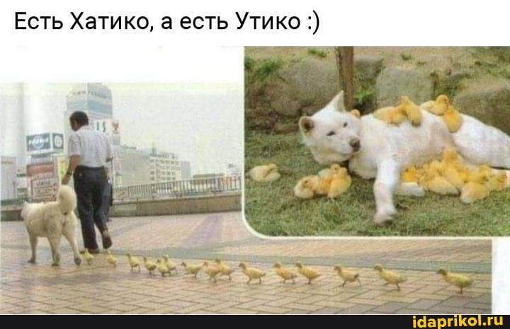 Есть Хатико, а есть Утико