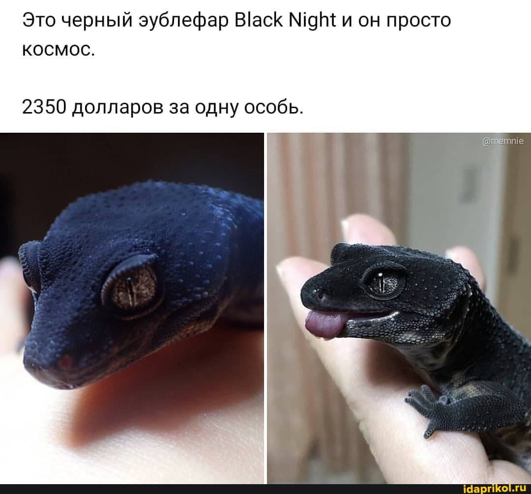 Это черный эублефар и он просто космос.
2350 долларов за одну особь.