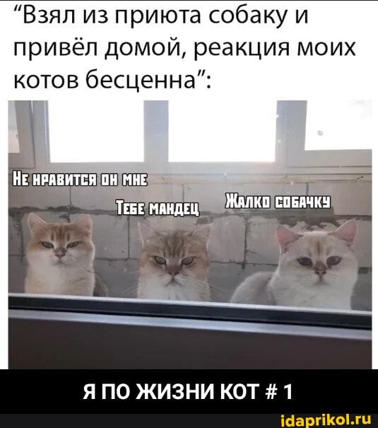 "Взял из приюта собаку
привёл домой, реакция моих котов бесценна":
НЕ НРАВИТСЯ ОН МИЕ ТевЕ МАНДЕЦ ЖАЛКО СОБАЧКУ
Я ПО ЖИЗНИ КОТ #1 - Я ПО ЖИЗНИ КОТ # 1