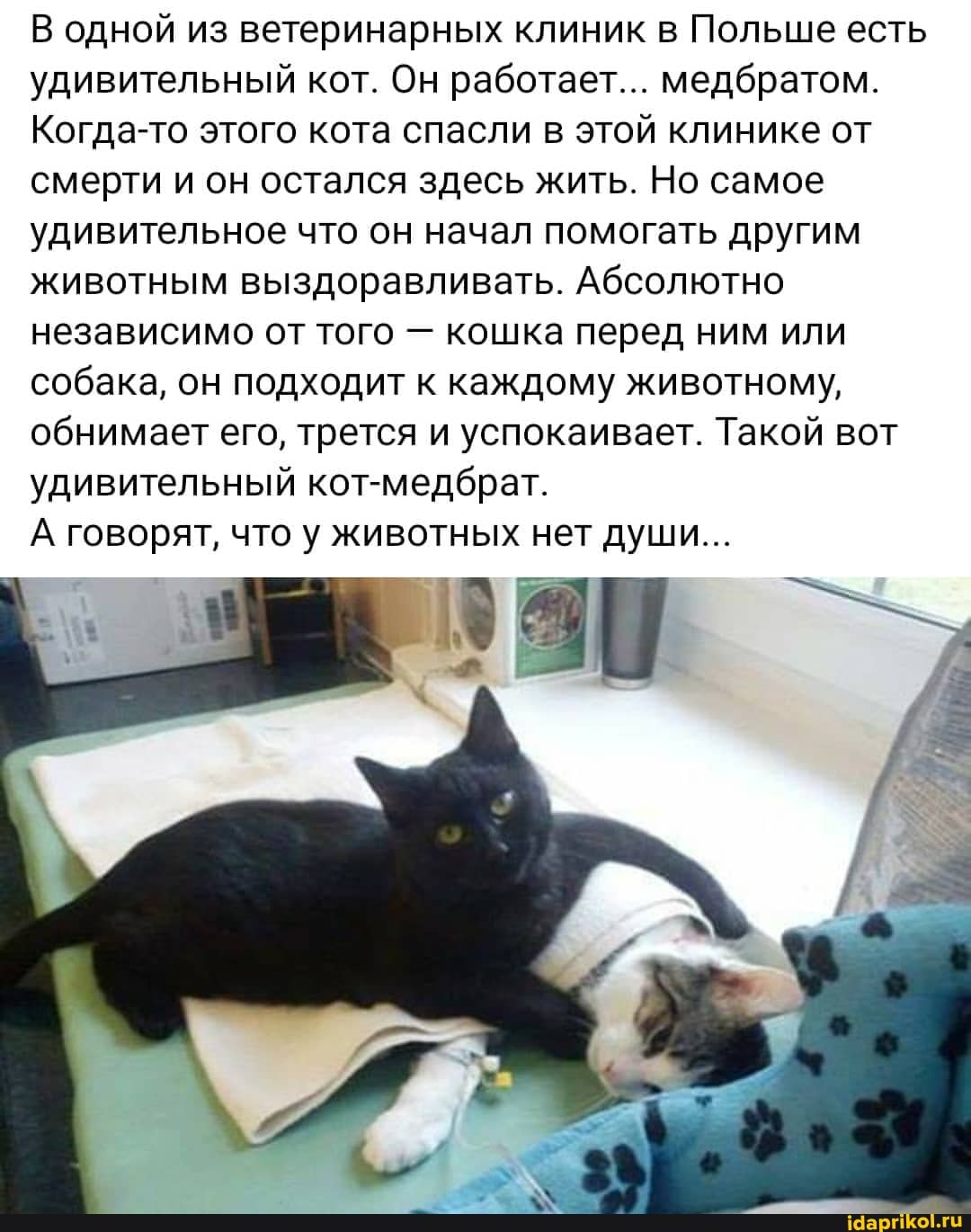 В одной из ветеринарных клиник в Польше есть удивительный кот. Он работает... медбратом.
Когда-то этого кота спасли в этой клинике от смерти и он остался здесь жить. Но самое удивительное что он начал помогать другим животным выздоравливать. Абсолютно независимо от того - кошка перед ним или собака, он подходит к каждому животному, обнимает его, трется и успокаивает. Такой вот удивительный кот-медбрат.
А говорят, что у животных нет души...