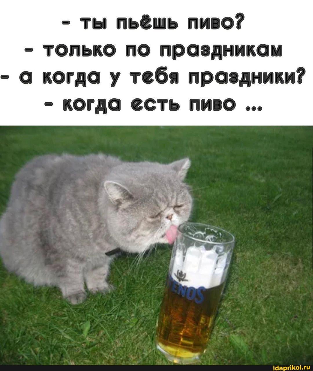 - ты пьёшь пиво?
- только по праздникам
- а когда у тебя праздники?
- когда есть пиво
