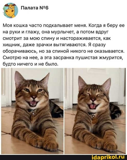 Палата
Моя кошка часто подкалывает меня. Когда беру ее на руки и глажу, она мурлычет, а потом вдруг смотрит за мою спину и настораживается, как хищник, даже зрачки вытягиваются. Я сразу оборачиваюсь, но за спиной никого не оказывается.
Смотрю на нее, а эта засранка пушистая жмурится,
'будто ничего и не было.