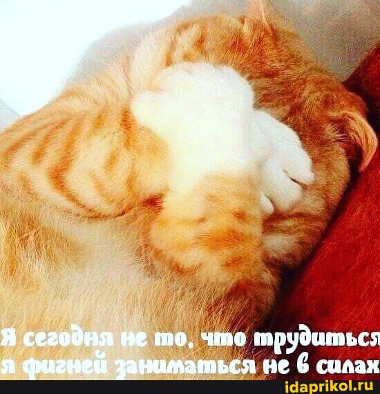 Я сегодня не те. чте шрудиться