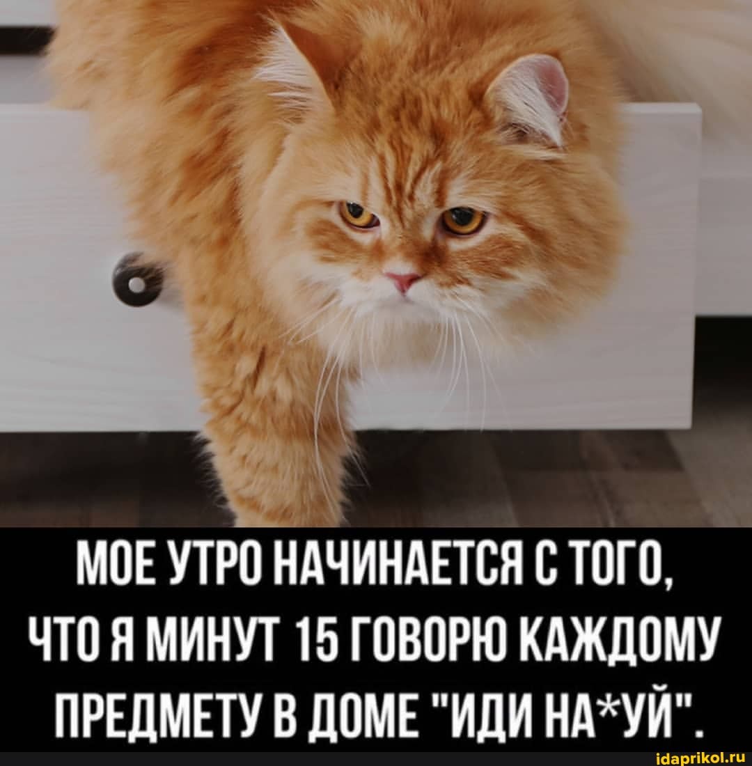 МОЕ УТРО НАЧИНАЕТСЯ С ТОГО.
ЧТОЯ МИНУТ 15 ГОВОРЮ КАЖДОМУ ПРЕПМЕТУ В ПОМЕ "ИДИ НАЗУИ".