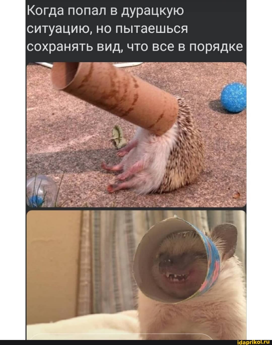 Когда попал в дурацкую ситуацию, но пытаешься сохранять вид, что все в порядке