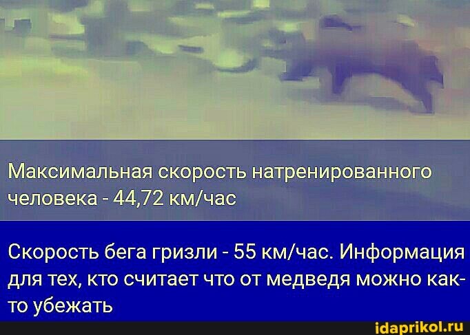Максимальная скорость натренированного человека - 44,72
Скорость бега гризли - 55 Информация для тех, кто считает что от медведя можно как- то убежать