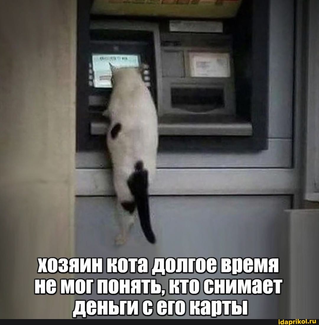 хозяин кота долгое время
НЕ МОГПОНЯТЬ, КТО СНИМает деныги с карты