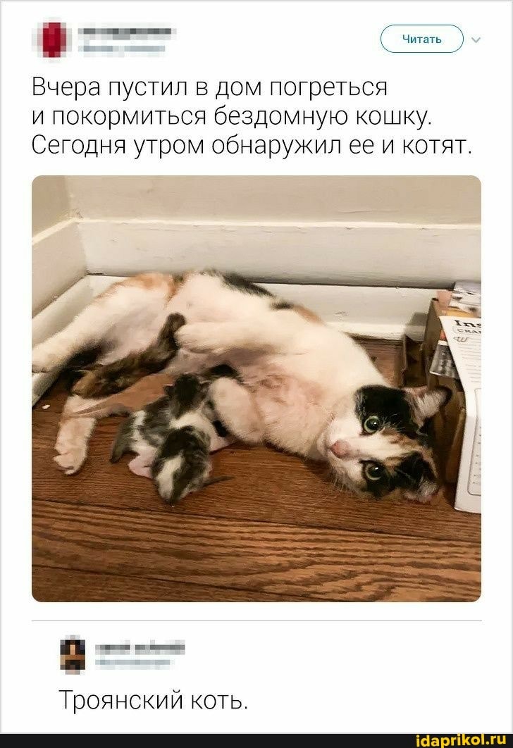 (читать )
Вчера пустил в дом погреться и покормиться бездомную кошку.
Сегодня утром обнаружил ее и котят.
Троянский коть.