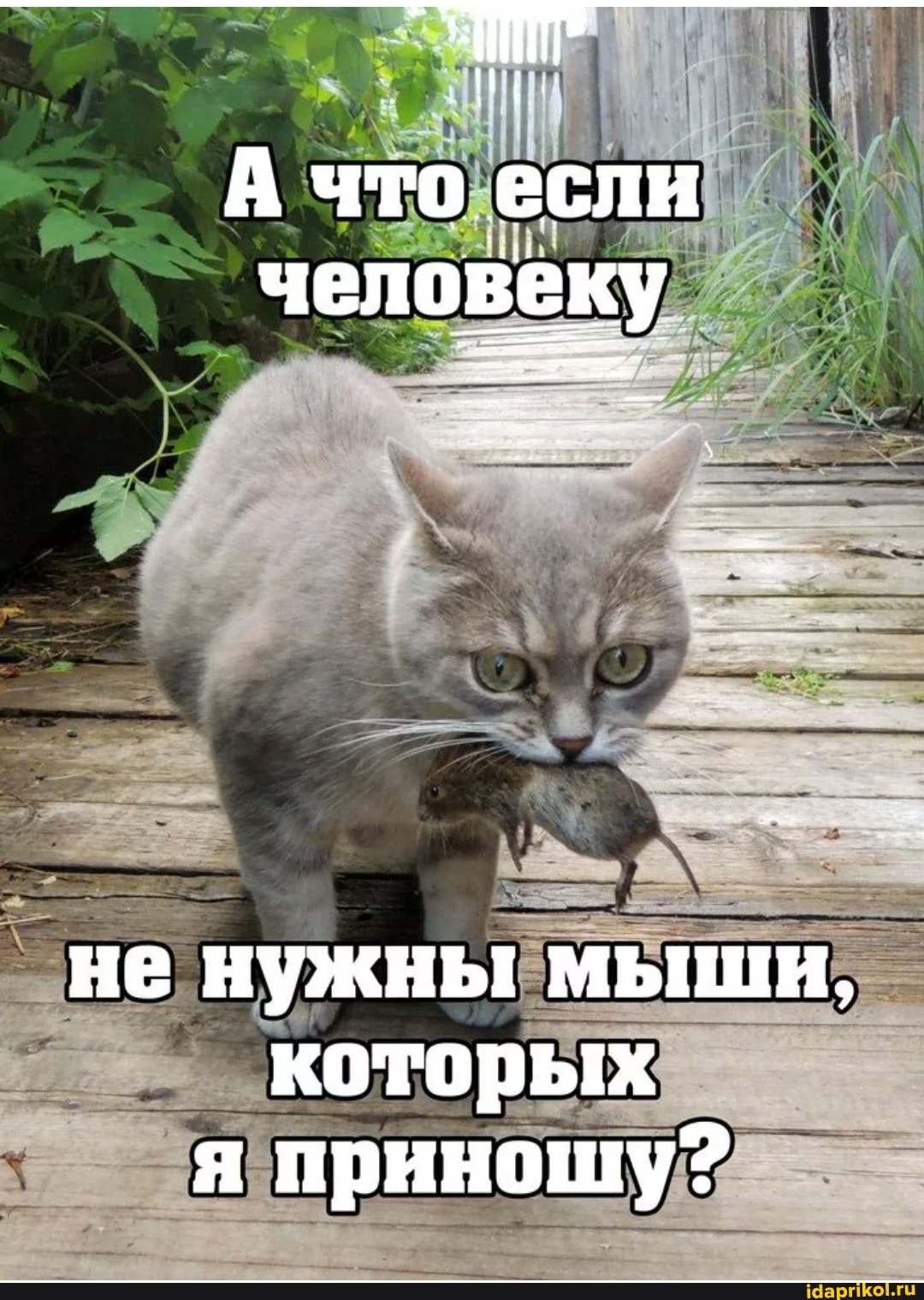 А что еслн человеку
не нужны мыши, которых я приношу?
