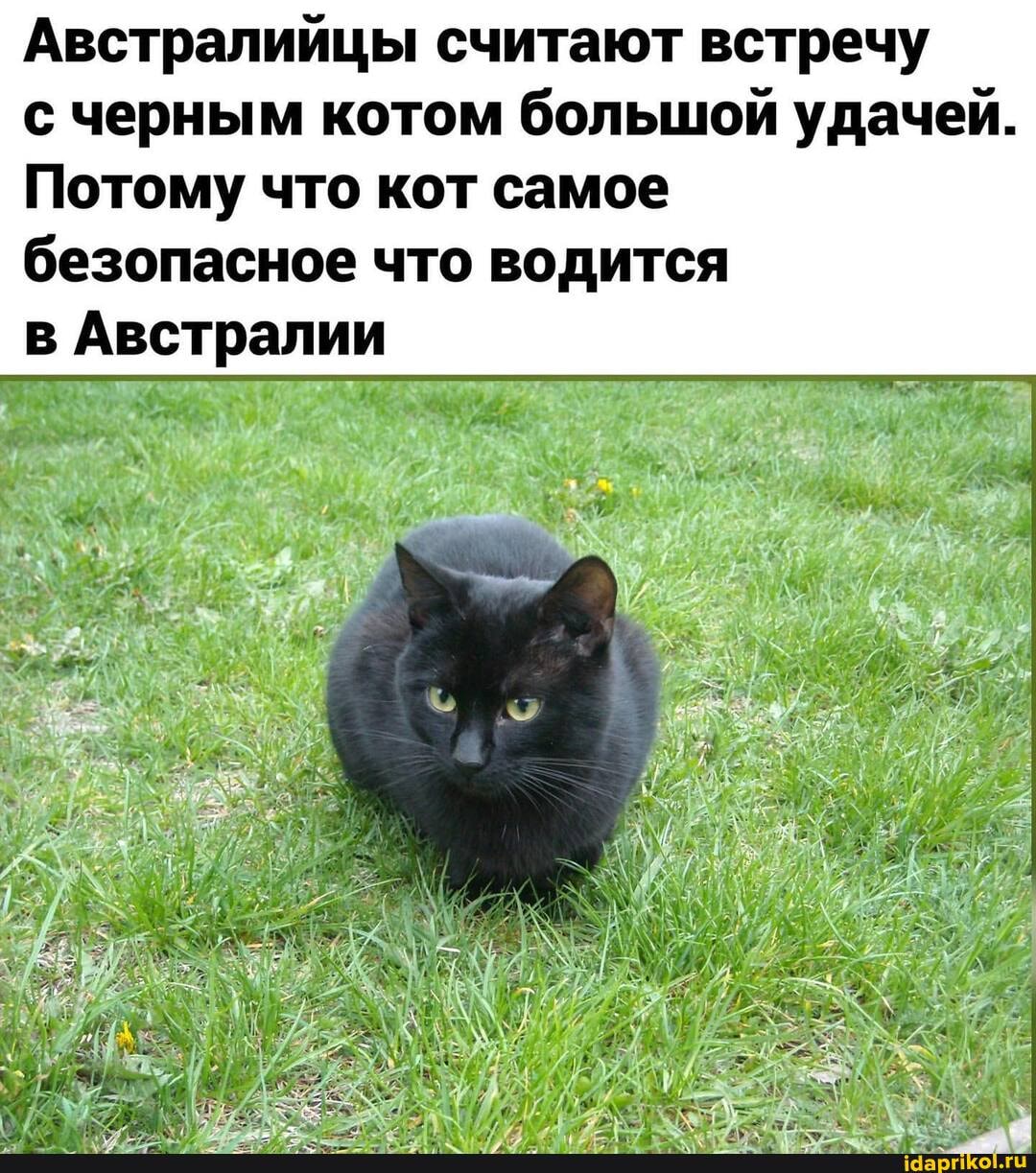 Австралийцы считают встречу
с черным котом большой удачей.
Потому что кот самое безопасное что водится
в Австралии